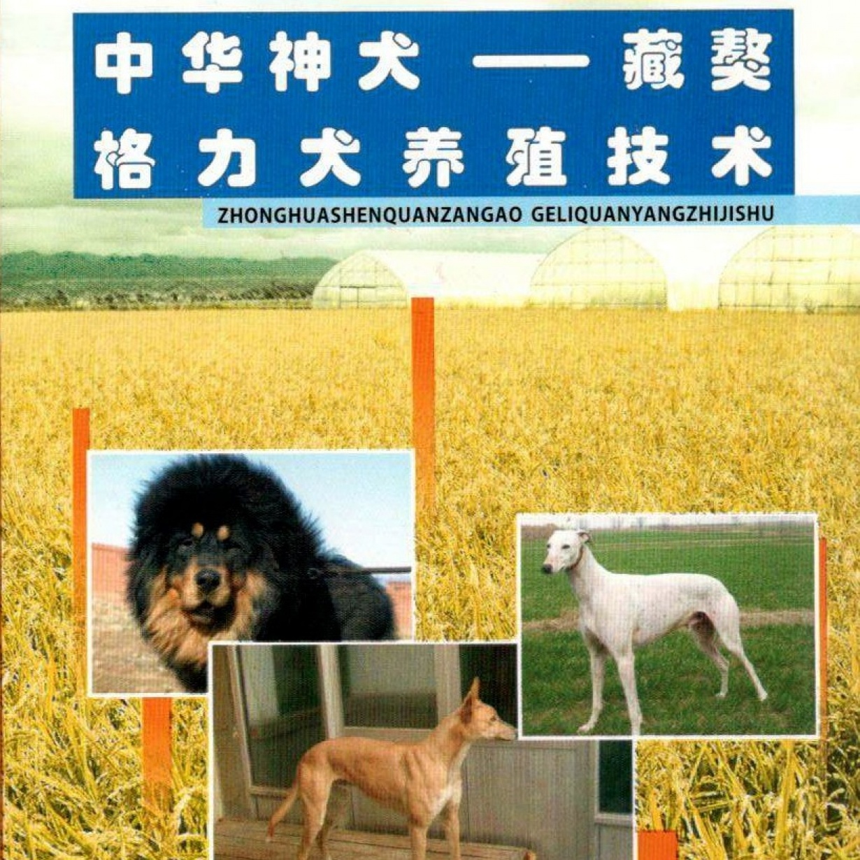 中华神犬——藏獒格力犬养殖技术.mp4