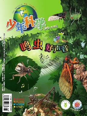 动物大揭秘2013年第11期昆虫增刊.pdf