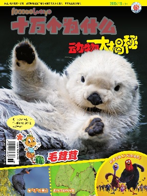 动物大揭秘2015年第11期.pdf