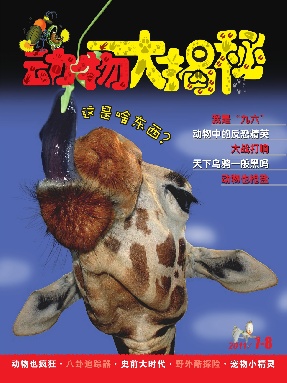 动物大揭秘2011年第7期.pdf