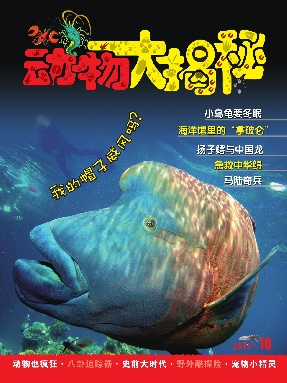 动物大揭秘2011年第10期.pdf