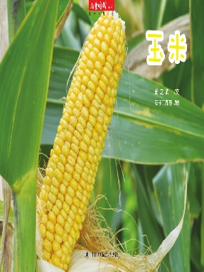 玉米.pdf